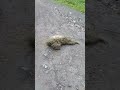 🦥Wild Two-Fingered Sloth Speeding!