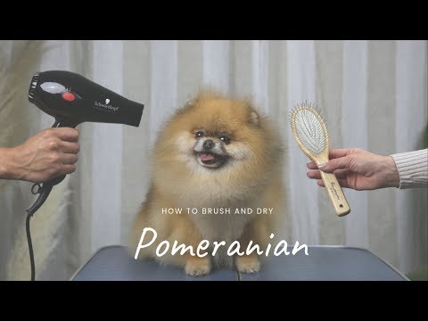 POMERANIAN GROOMING MASTERCLASS by Pomeranian Beauty