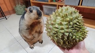 marmot funny first experience durian