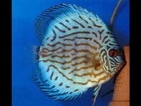 cobalt blue discus