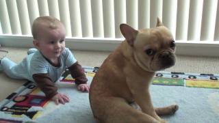 The Adventures of Charlie Bronson the French Bulldog and Baby