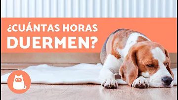 ¿Cuántas horas al día debe dormir un perro?