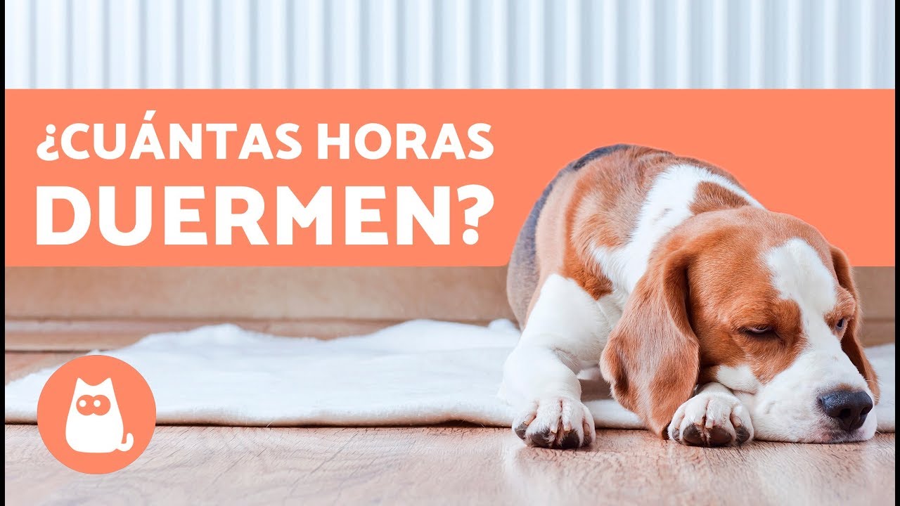¿Cuántas Horas DUERME un PERRO al Día? Cachorro, Adulto y Anciano YouTube ¿Cuántas Horas DUERME un PERRO al Día? Cachorro, Adulto y Anciano YouTube