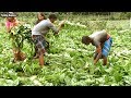 Malabar Spinach - How To Grow Vegetables Malabar Spinach - Low Cost Business Ideas with High Profit