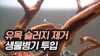 유목 슬러지 제거에 좋은 생물병기