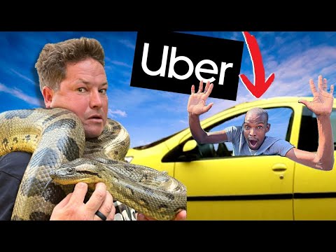 Taking An UBER with My Giant ANACONDA!