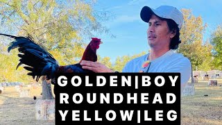GOLDENBOY | ROUNDHEAD | YELLOW | LEG…GILLIAM FARM