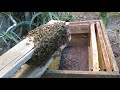 Como CAPTURAR un enjambre de abejas con ÉXITO