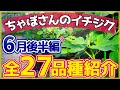 【いちじく】ちゃぼさんの育てているイチジクを全種類紹介します！知ってる品種ありますか？吉瀬さんに贈るひ品種とは？（育て方）