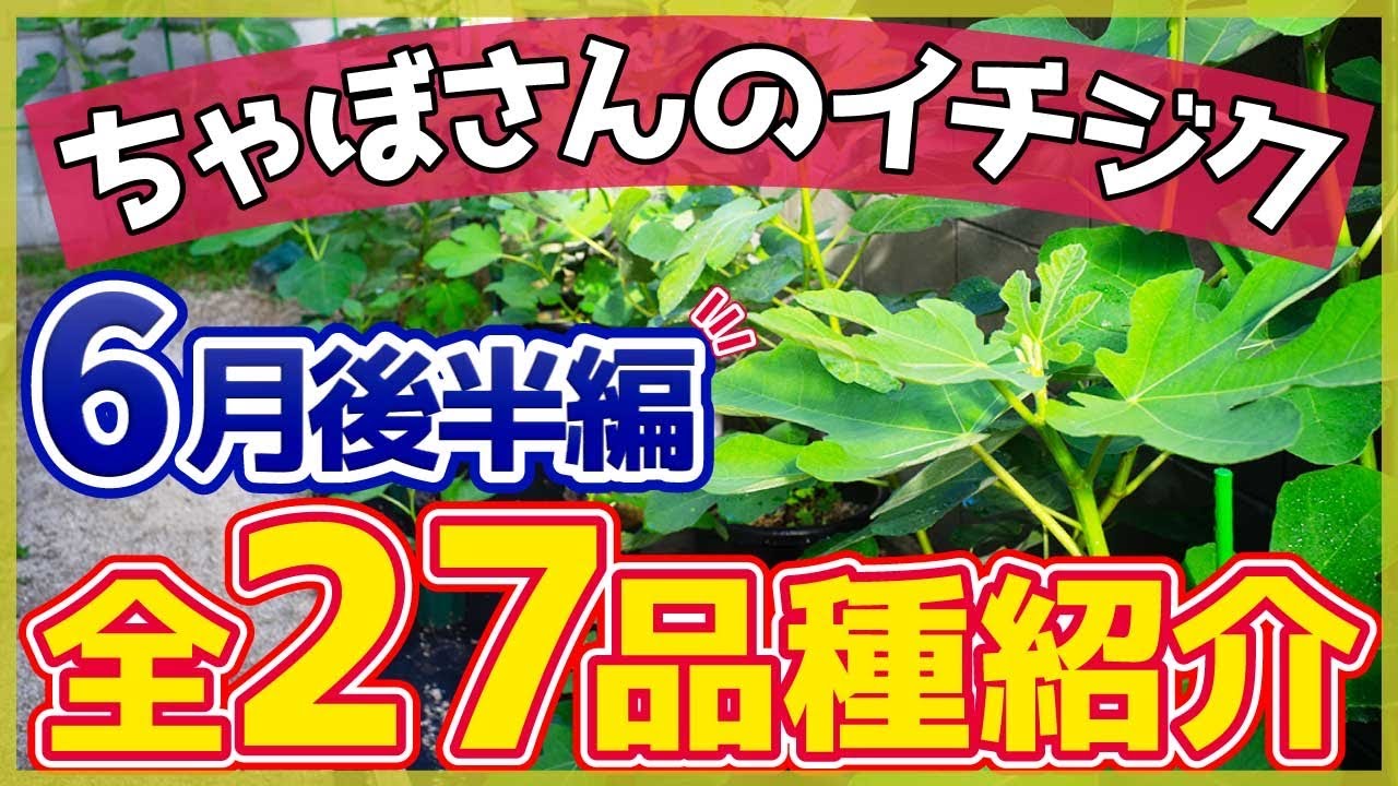 【いちじく】ちゃぼさんの育てているイチジクを全種類紹介します！知ってる品種ありますか？吉瀬さんに贈るひ品種とは？（育て方）