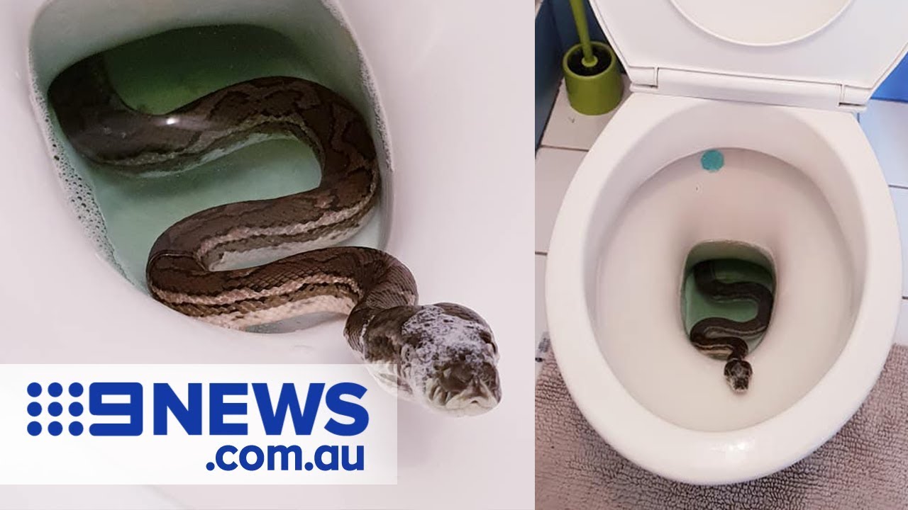 Thirsty snakes slither into Australian toilets as dry season bites