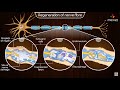 Neuroregeneration in the peripheral nervous system (PNS) - Physiology medical animations