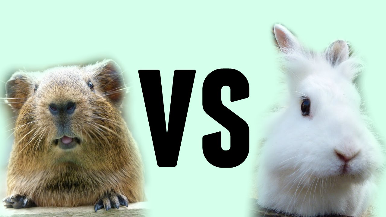 Guinea Pigs VS Rabbits (as pets) - YouTube