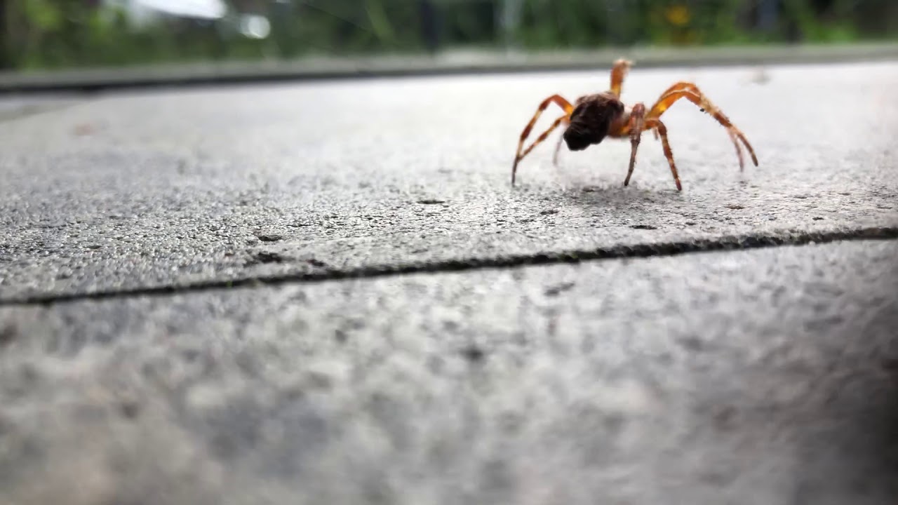 Spinnen zijn nuttige dieren YouTube Spinnen zijn nuttige dieren YouTube
