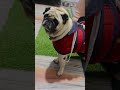 Pug life || misty murphy || dog lifestyle || blackwhite pug || daily routine of pug || foodie pug