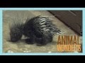 Baby Porcupine!