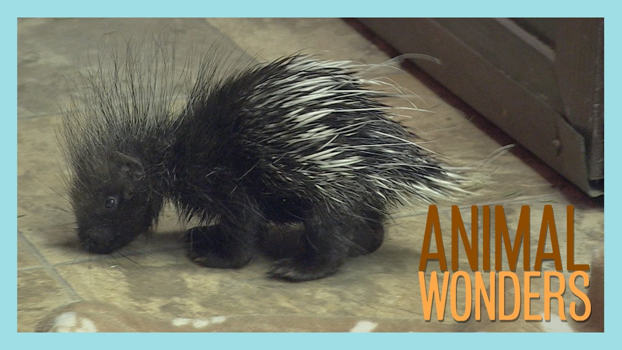 rescue dogs rock nyc Baby Porcupine!