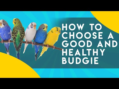How to Choose a GOOD and HEALTHY Budgie - Step 4