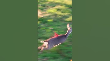 G5 broadhead putting in the work!