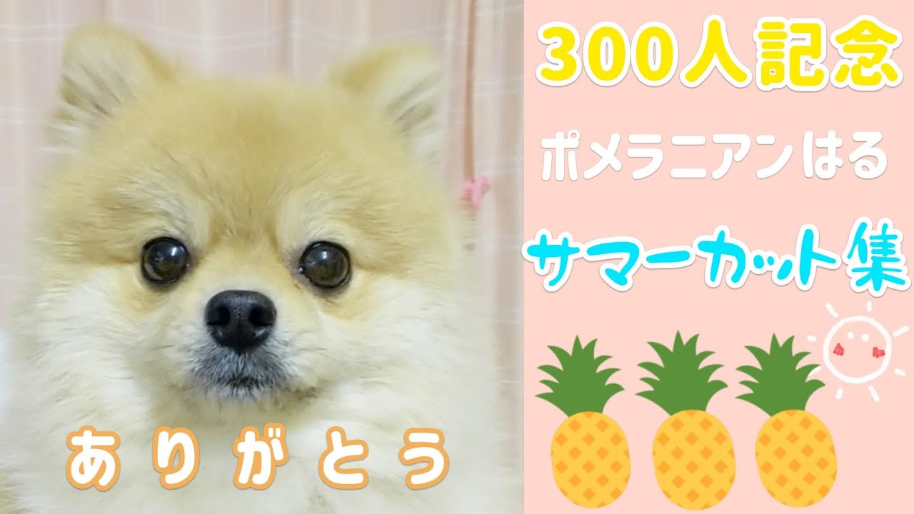 300人記念 サマーカット集 ポメラニアン はる 犬 Youtube