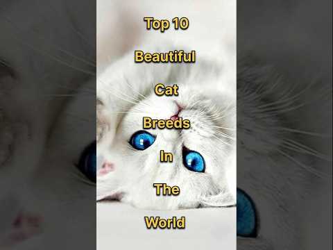 Top ten beautiful cat breeds in the world that you may not know💯🔥#shorts#shortsvideo #youtubeshorts