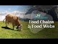 Energy Flow In Ecosystems: From Sunlight To Food Chains