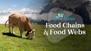 Food Chains and Food Webs | Ecosystems | The Good and the Beautiful