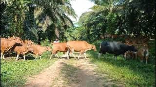 Peternakan sapi Bali di perkebunan kelapa sawit