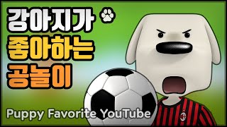 강아지 공놀이, 공이오면 움찔움찔 놀라요! 강아지가 보는 유튜브 - Puppy Favorite Ball Game