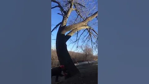 Wilkinson Tree Service Professional Tree Removal