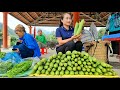 Harvesting melon fruit garden goes to the market sell  gardening  ly thi tam