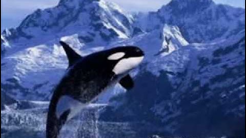 سورة الاعلى -الغاشيه-والفجر -الشيخ صلاح البدير.flv