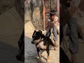 American bully dog