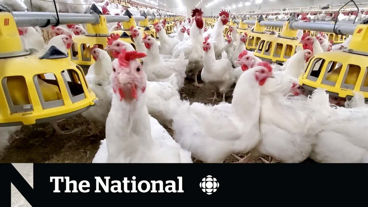 'Explosive' avian flu surge hits global bird populations - YouTube