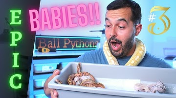 Our Most Epic Ball Python Clutch of The Season!! // Clutch Reveal 3