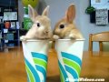 2 rabbits two cups