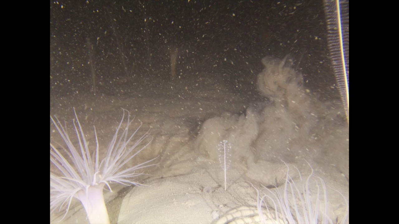 Case Inlet at 240 ft