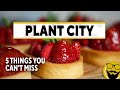 5 Things You Can’t Miss in Plant City, Florida, the World's Winter Strawberry Capital