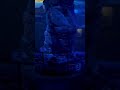 The Giant Octopus from Ripley’s Aquarium - Canada! Toronto