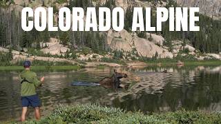 Colorado Lake Had A Swimming Moose And Endless Cutthroat
