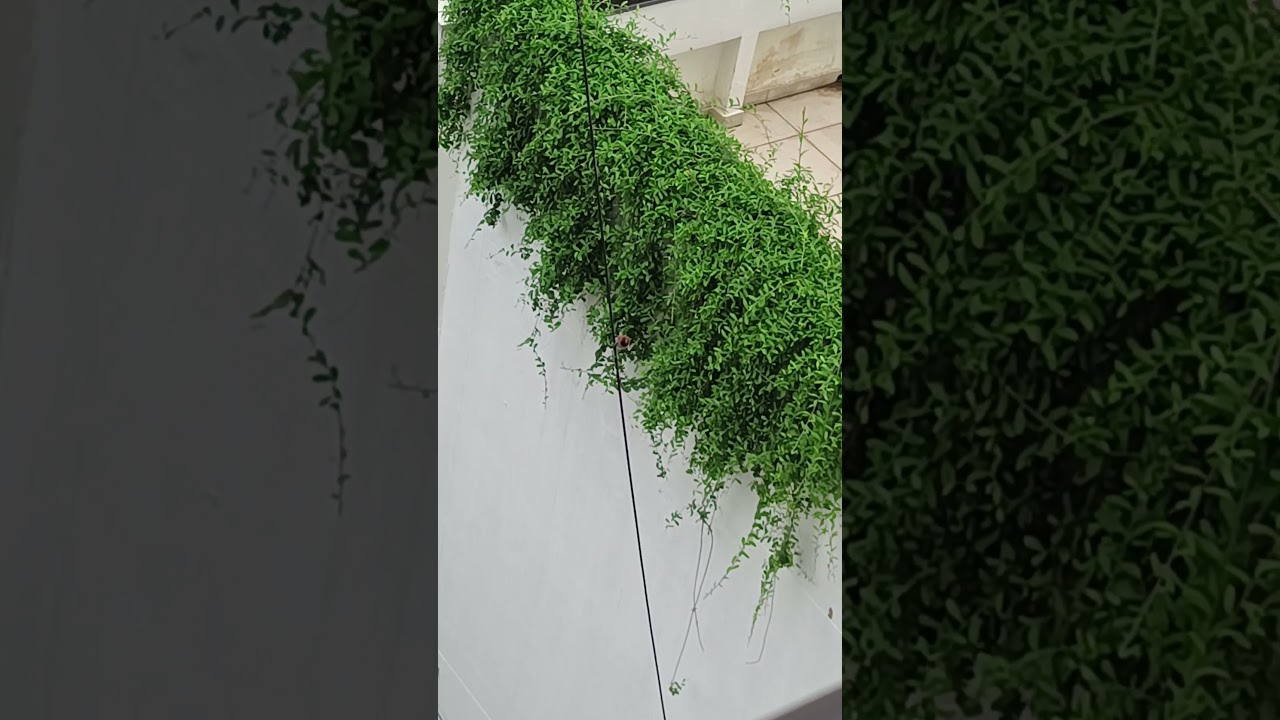 common Munia Bird sound 