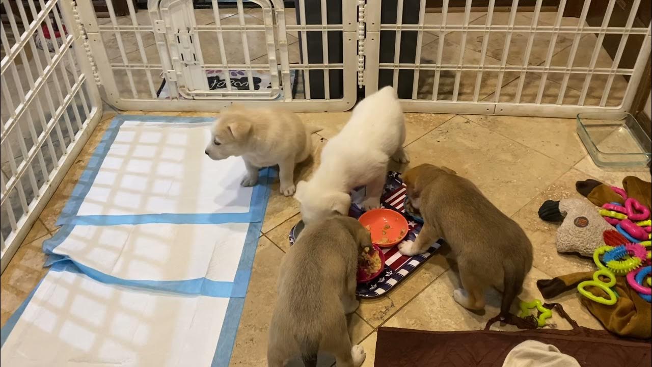 5 week old Puppy howl YouTube