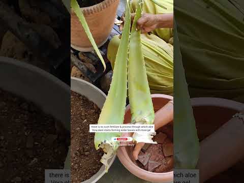 वीडियो: सेडेवेरिया पौधों की देखभाल - सेडेवेरिया रसीले उगाने के बारे में जानें
