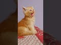আমার বিড়ালের স্টাইল 😎#shortvideos #cat #viralvideos 🐱