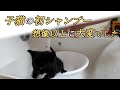 用水路で助けた子猫の初シャンプーしました【保護3日目】