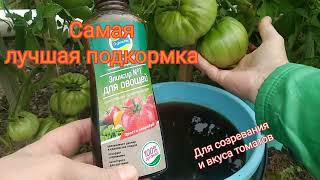 Как ускорить созревание томатов! Самая Важная Подкормка!