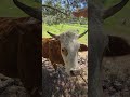 Cow Eating Cow Eating Bread Animals Funnyanimal Nature مانگا 