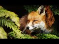 The Secret Lives Of Nocturnal Animals | Race Of Life | Real Wild