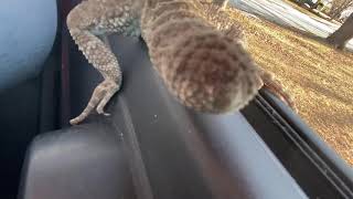 Grow Back The Tail Of A Bearded Dragon? Will It Ever Start Growing Back? Look At My Sad Stub Tail