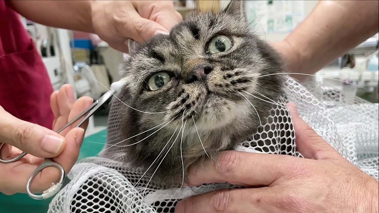 【老猫 12】猫の耳に疾患発生！動物病院での一部始終